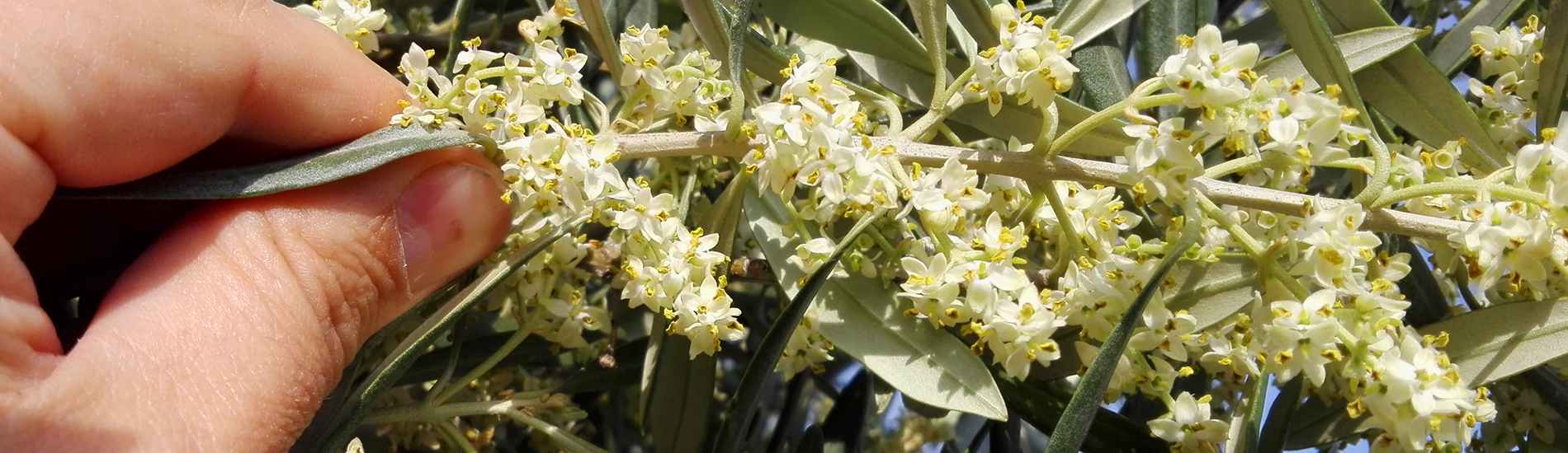 Muestra flor olivo